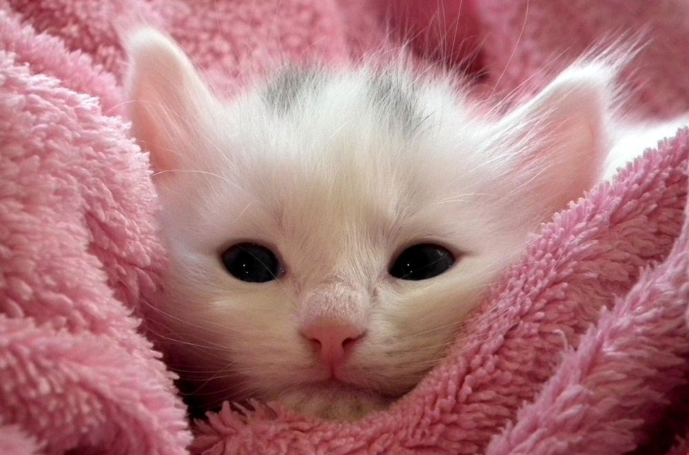 Wat zijn leuke cadeaus voor kattenbaasjes? Wat zijn leuke cadeaus voor kattenbaasjes?